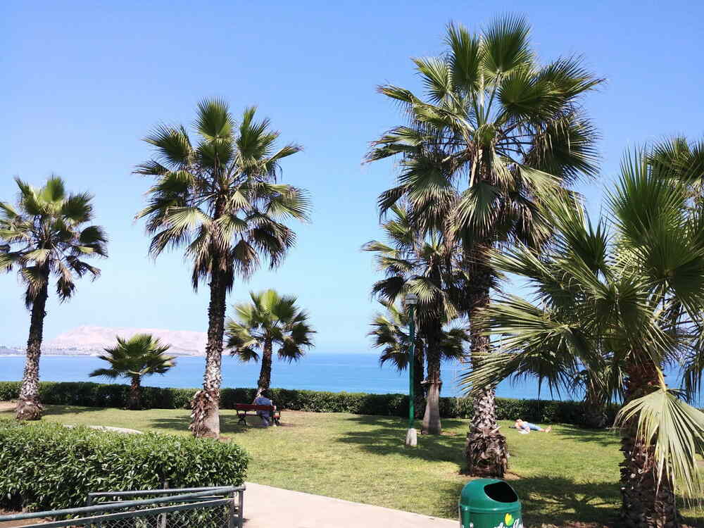 Palm trees along the beach in Lima, Peru. This is the start of the Peru tour!