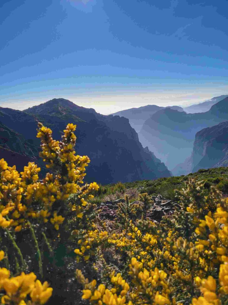 A view of the flowers overlooking the beautiful mountains on Madeira Island