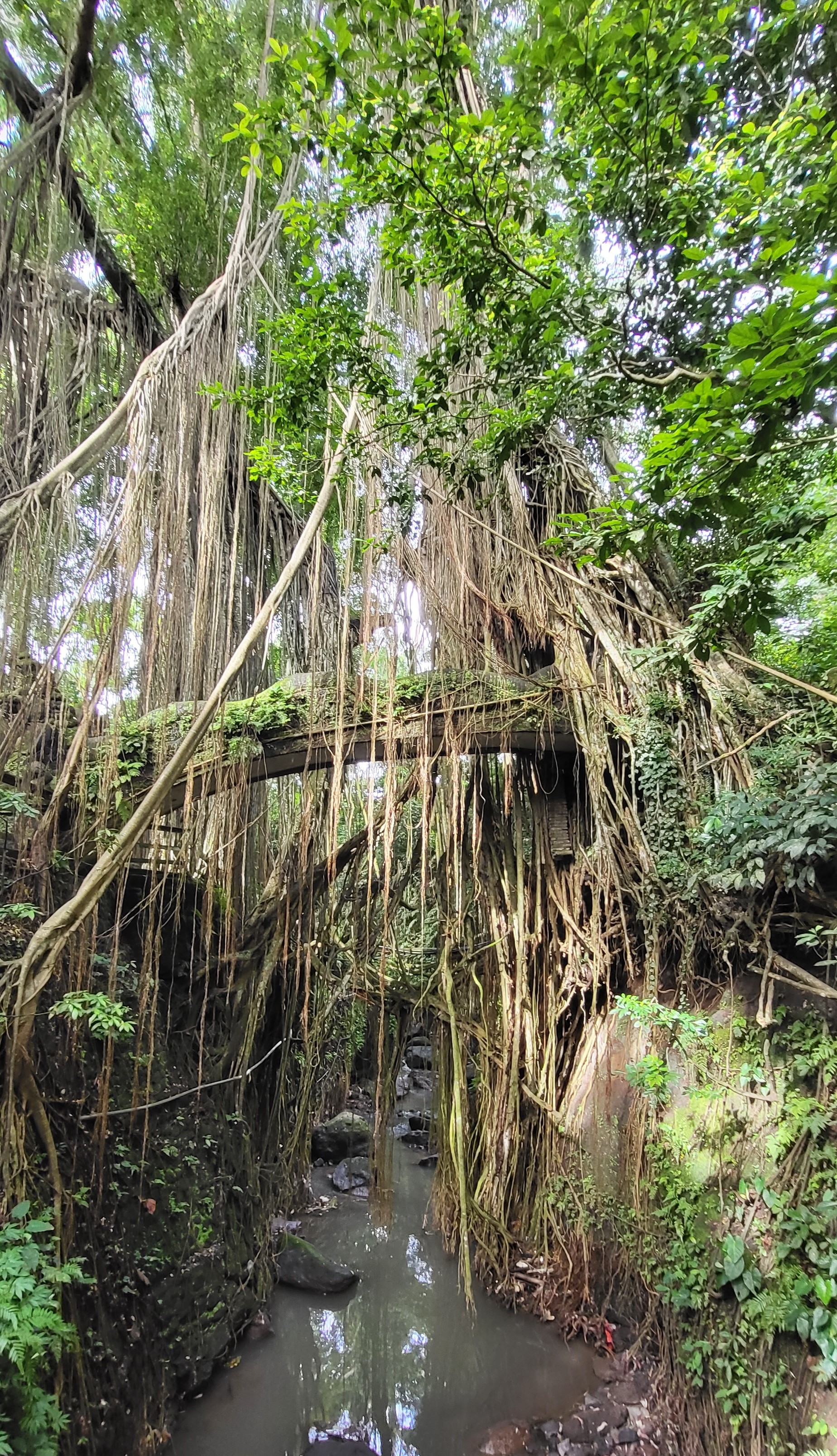 Monkey Forest Trees
