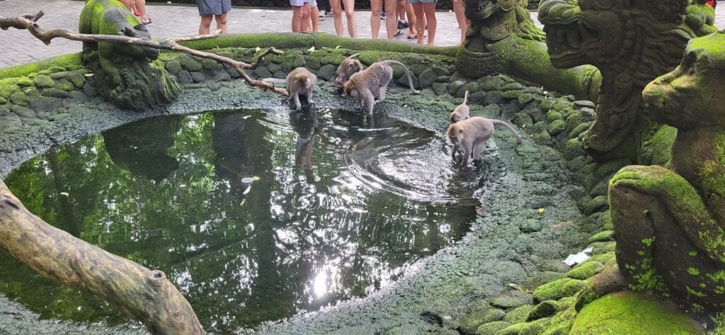 A monkey family playing in the fountain in Monkey Forest, Ubud, Bali