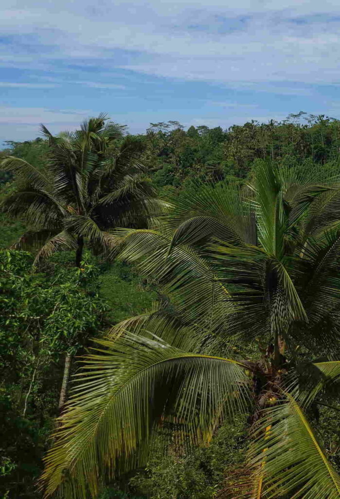 The view from Santi Coffee Plantation