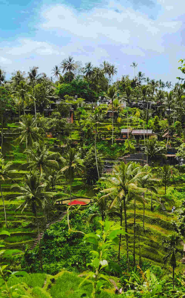 Tegallalang Rice Terrace in Ubud Bali, showing off the terraced farming style.