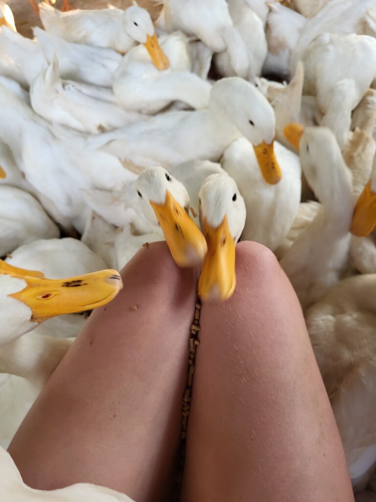 Ducks everywhere
