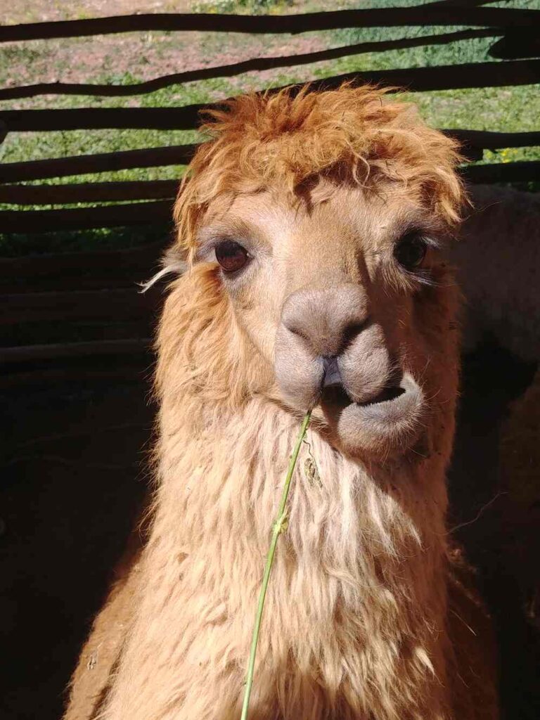 A beautiful Peruvian Alpaca from the remote mountains of Peru
