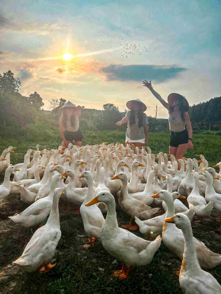 The duck stop at sunset