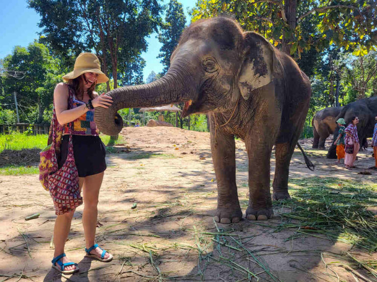 Feeding the elephant's at an Elephant Sanctuary Chiang Mai